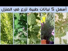 أفضل 5 نباتات طبية و عطرية تزرع في المنزل بسهولة youtube plant problems planting herbs plants