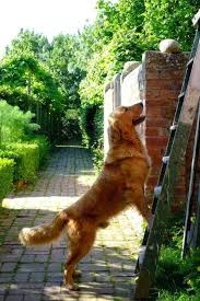 Scouring The Internet For Great Garden Television The Impatient Gardener Monty Don Beautiful Dogs Long Lasting Flower
