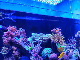 We did not find results for: Par Aquarium Led Lighting Orphek Reef Aquarium Led Lighting