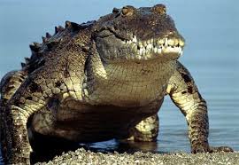Image result for Buaya Amazon