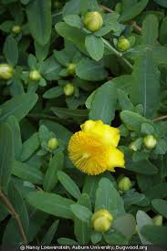 Image result for Hypericum lalandii