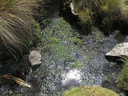 Image result for Subularia monticola