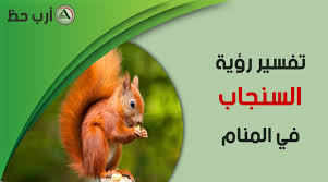 تفسير حلم السنجاب أسلوب مبسط وواضح لتفسير رؤية السنجاب في المنام ارب حظ