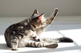 Grooming does more than keep the cat looking good. 9 Things You Didn T Know About Your Cat S Grooming Habits