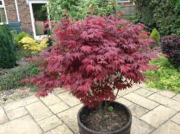 We did not find results for: Acer Palmatum Atropurpureum Japanese Garden Plants Japanese Plants Potted Trees
