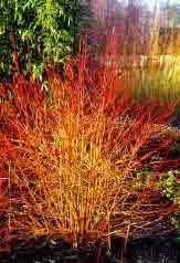 This has similar characteristics of hardiness etc. Pruning Dogwoods Cornus How And When To Prune Cornus