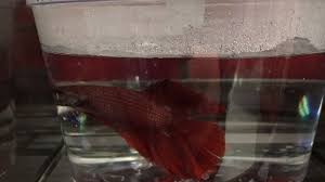 If you buy a betta fish at pet shops, including petco in the us, then you support fish cruelty. Petition Petco Bigger Homes For Betta Fish In Pet Stores Change Org