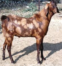 Sirohi Goat Breed Profile Information Guide Goat Farming