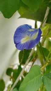 Image result for Rotheca aurantiaca