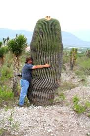 Mexico vacant land for sale. 42 Big Cactus Ideas Cactus Cacti And Succulents Cactus Plants