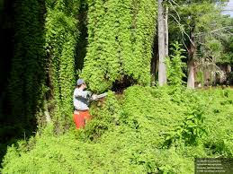 Image result for Lygodium microphyllum