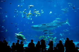 Halloween at the vancouver aquarium half priced admission for. 50 Best Aquariums In The World 2021 Tourscanner