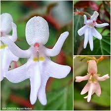 Image result for Impatiens bequaertii