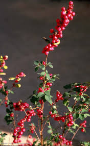 We did not find results for: Texas Native Plants Database