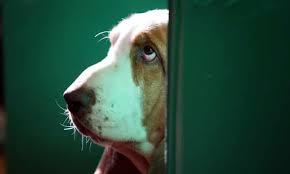 Get this free breed specific training course to have a happy & healthy dog at home In The Dog House When Does Crating Your Canine Become Pet Abuse Dogs The Guardian