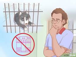 3 Ways To Buy A Siberian Husky Puppy Wikihow