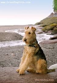 Maybe you would like to learn more about one of these? A Photo Of A 1 Year Old Tan Airedale Terrier By The Beach Greatdogsite Com Airedale Terrier Airedale Dogs Terrier
