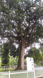 Plan to visit pokok getah pertama, malaysia. Pokok Getah Pertama Seremban 2021 All You Need To Know Before You Go With Photos Seremban Malaysia Tripadvisor