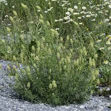 Image result for Resedaceae