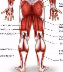 On the medial edge of the posterior thigh is the gracilis muscle. Sehs Back Leg Muscles Diagram Quizlet