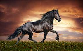 The 4 Asvealle Xd Horse Wallpaper Horses Most Beautiful Horses