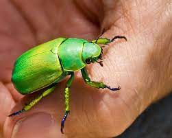Shining Leaf Chafer Beetle Beetle