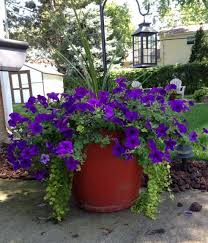 Very Simple Just Follow Thriller Filler Spiller I Use A Spike For The Thriller New Wave Petunias F Flower Pots Outdoor Wave Petunias Petunia Planter