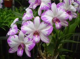Dendrobium Bigibbum In Flower Orchids Orchid Varieties Online Flower Shop