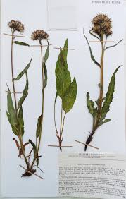 Image result for Pleiotaxis pulcherrima