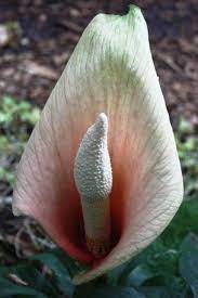 amorphophallus bulbifer old warty