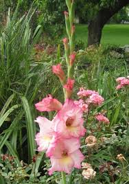 Master Gardener How To Replant Gladiolus Press Enterprise