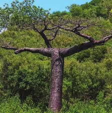 Image result for Triainolepis sancta