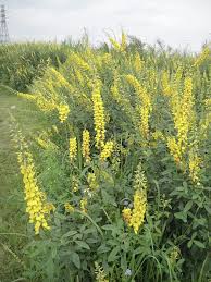 Image result for Crotalaria polysperma