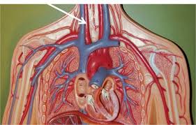 Identify the blood vessel labeled. Torso Model Veins And Arteries Flashcards Quizlet