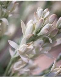 Image result for Polianthes