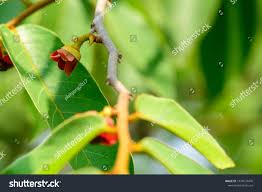 Image result for Uvaria acuminata