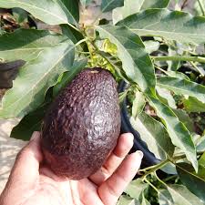 Detail produk tanaman buah alpukat tb. Tanaman Buah Alpukat Hass Samudrabibit Com