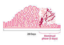 Menstrual Cycle Wikipedia