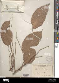 Image result for Panda oleosa