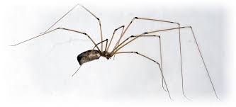 A cellar spider, or daddy longlegs. Web Site Hosted By Freeola Com Long Leg Spider Daddy Long Long Legs