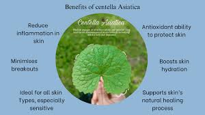Image result for Centella asiatica