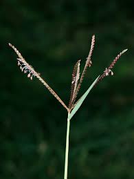 Image result for Cynodon incompletus