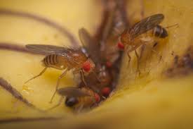 how to get rid of fruit flies [4 steps