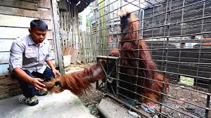 Check spelling or type a new query. Sumatera Utara Archives Page 22 Of 28 Mongabay Co Id Mongabay Co Id