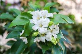 Поскольку муррайя (murraya) получила название в честь одного из учеников известнейшего шведского ботаника и систематизатора карла линнея, юхана андреаса муррея (murray), с. Murraya Paniculata Foto Vorratig Crushpixel