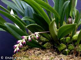 Image result for Bulbophyllum josephi