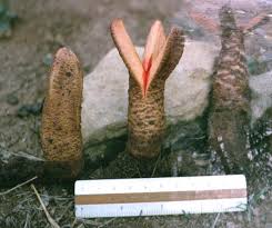 Image result for Hydnoraceae