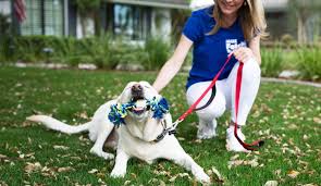 Pet stores have been opened up all over the world so as to supply the necessary pet products required in order to enable the owners to take better care of them. Fetch Pet Care Dog Walking Pet Sitting Cat Visits More