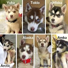 Husky puppies for adoption colorado. Those Adorable Husky Puppies Are Ready For Adoption Vancouver Is Awesome
