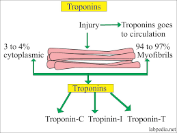 A normal tsh and normal t4 indicates a normally functioning thyroid gland. Cardiac Marker Part 3 Troponins Troponin T Troponin I And Acute Myocardial Infarction Labpedia Net